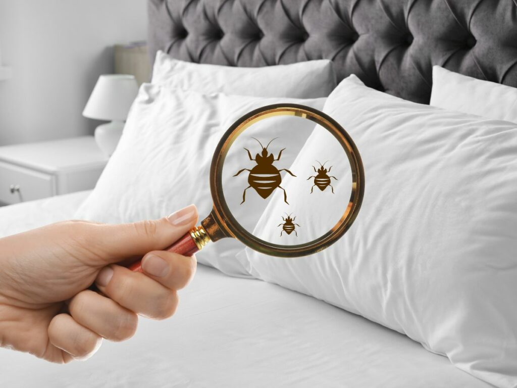 bedbugs on bed