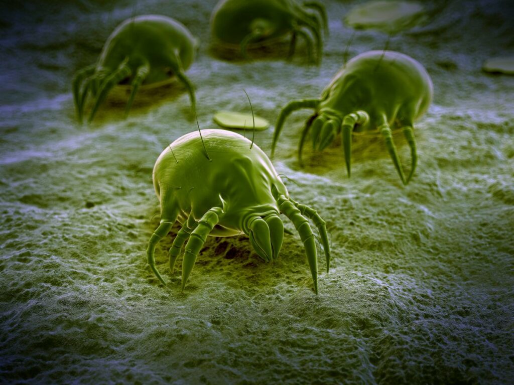 closeup image of a dust mite