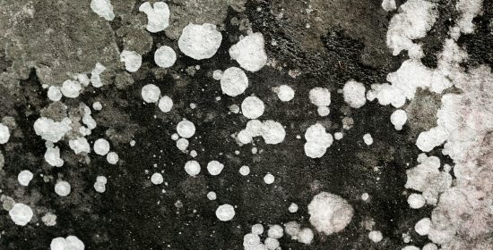 close-up-various-types-mold-nature