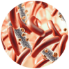 microbacteria_1