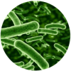 microbacteria_2